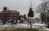 Szwedzki buk w parku na placu Wolności